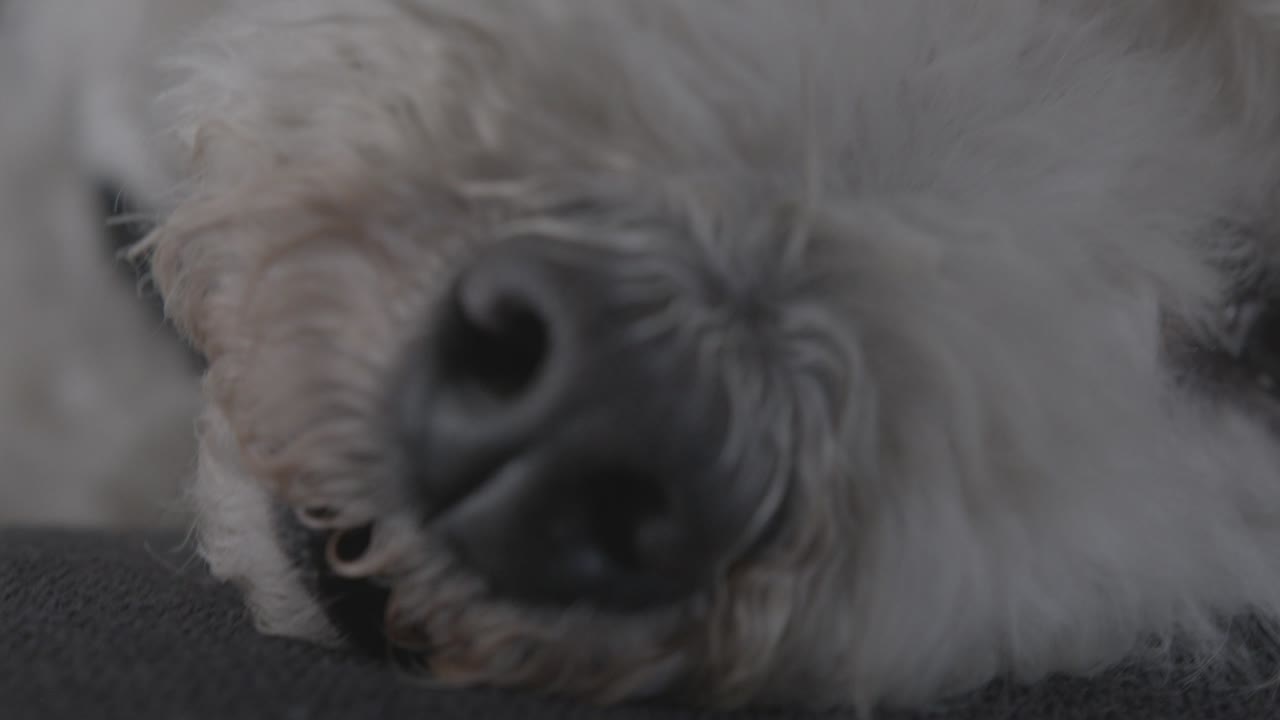 나리즈 데 페로 푸들 블랑코