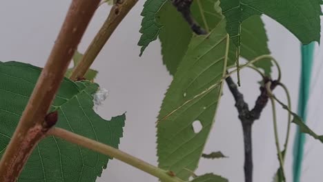 oruga blanca comiendo una hoja