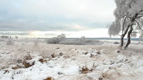 pulling shot of frozen landscape with snow-covered grass, bushes, and trees