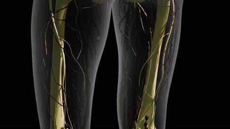 science anatomy of human blood vessels