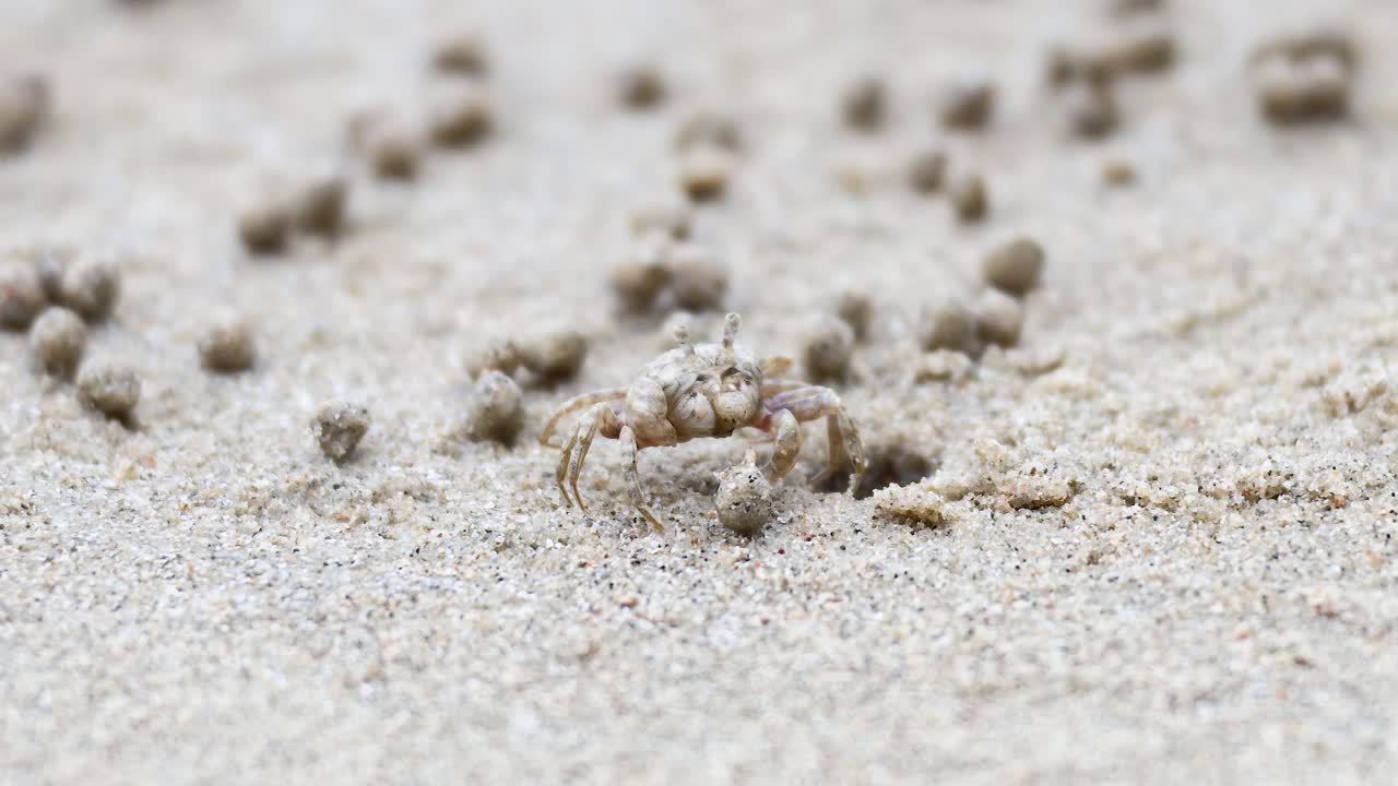 모래 해변 에 있는 작은 크래브