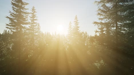 healthy green trees in a forest