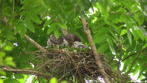 a crested goshawk is feeding its chicks