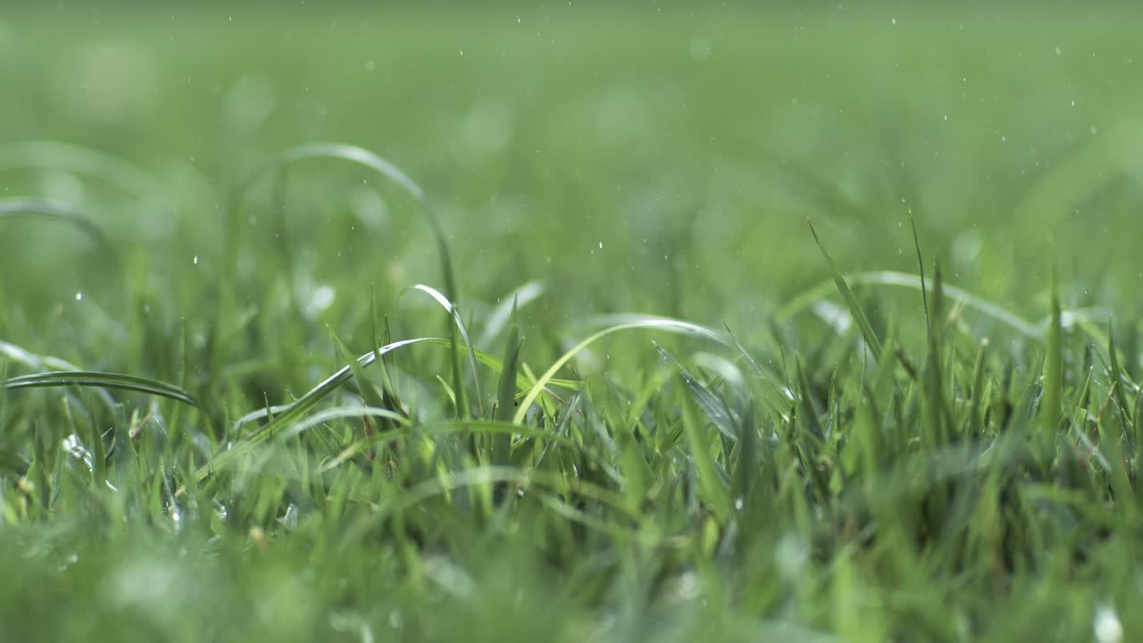 초록색 잔디가 잔디 위에 천천히 떨어지는 방울의 클로즈업입니다. 슈퍼 슬로 모션 카메라로 촬영되었습니다.