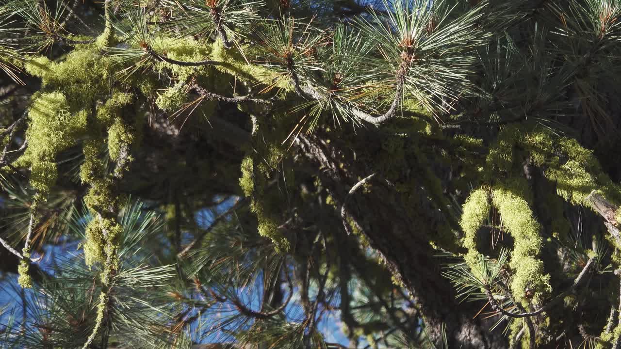 Ciuffi di muschio illuminati dal sole si aggrappano ai rami degli alberi, rivelando la complessa crescita della vegetazione della foresta