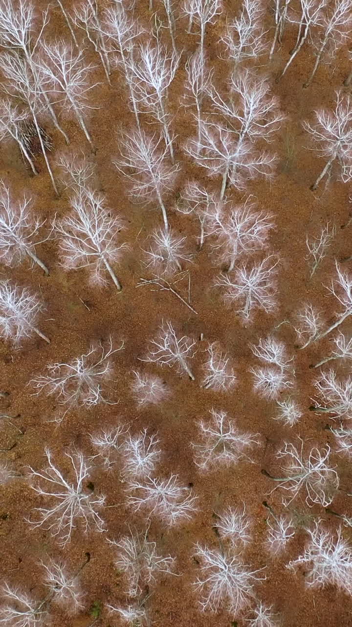 Fabulous autumn forest with white birches and green pines. Aerial drone view. Deciduous forest in the fall. Vertical video