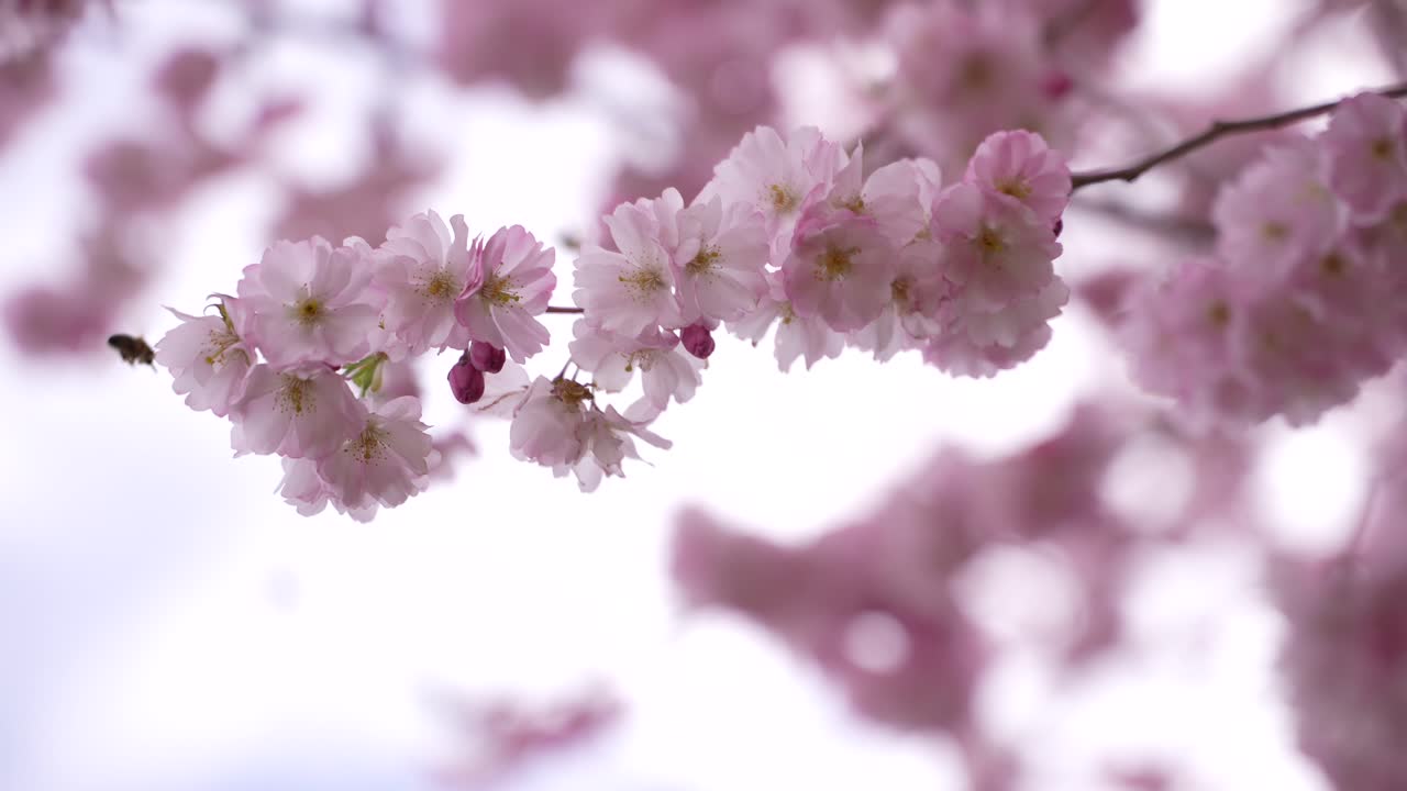 A detailed macro shot of a busy bee collecting pollen from a vibrant flower, capturing nature's pollinators.
