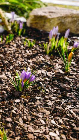 vertical timelapse of early spring flowers blooming through snow in a sunny day. close up of crocus flowers blooming through melting snow in garden. thaw is winter.