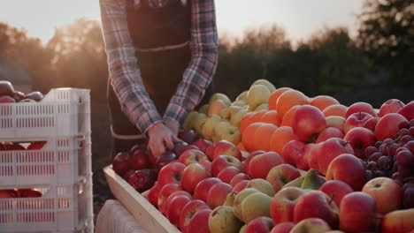 granjero pone manzanas de cajones en el mostrador