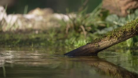 Finkweibchen-Sitzt-Auf-Einem-Ast-Und-Trinkt-Wasser-Auf-Dem-Waldboden,-Erschrocken-Fliegt-Sie-Davon,-Filmische-Nahaufnahme,-Geringe-Schärfentiefe