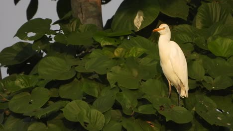 heron in tree - relaxing - leaf