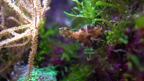 peces tropicales de cerca profundidad de campo poco profunda
