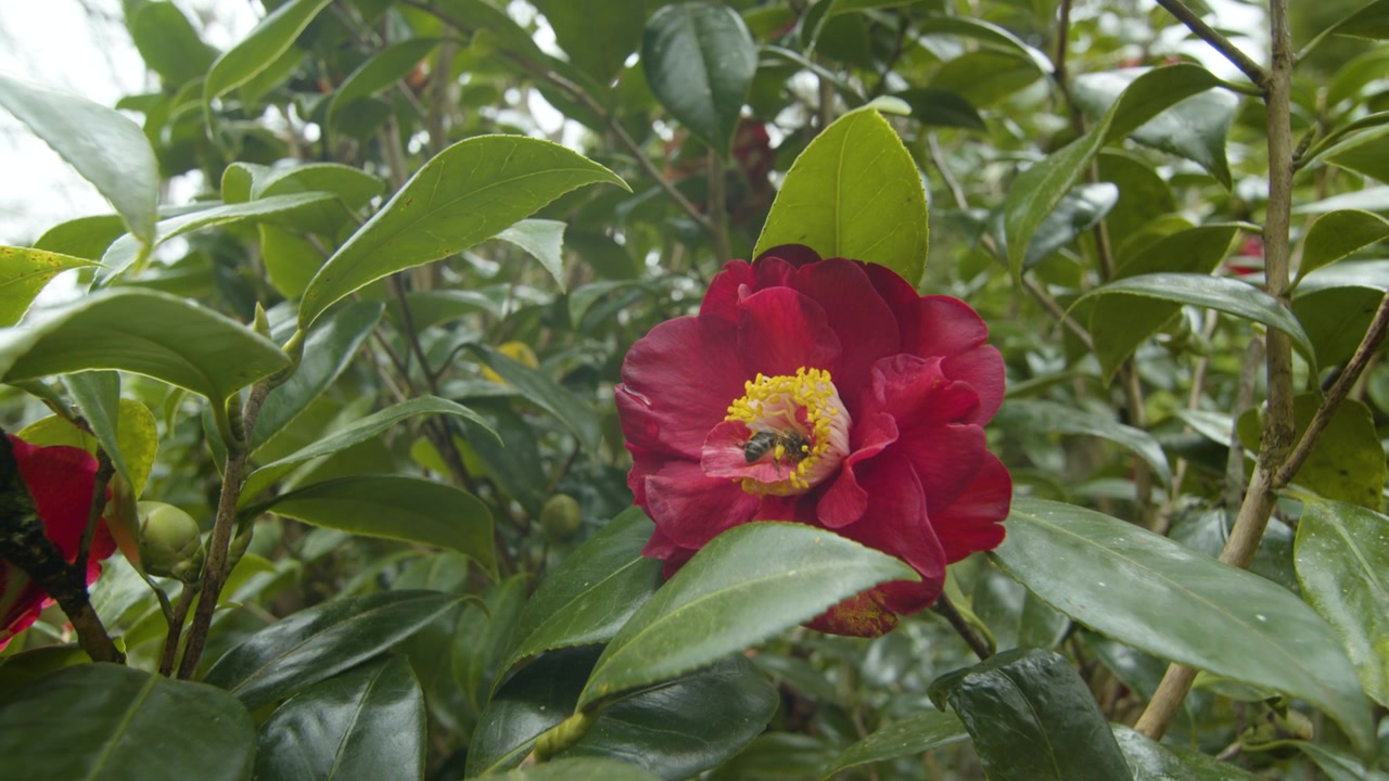 Fiore rosso di Camellia japonica in fiore con un'ape che si nutre all'interno dei petali, catturando l'impollinazione, il dettaglio floreale e la bellezza naturale del giardino.