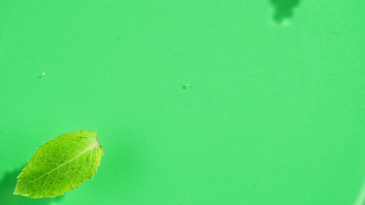 Mint leaves in water on green background. Freshness.