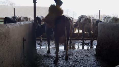 ganado en la granja, una vaca en una granja en un establo