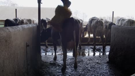 livestock on the farm, a cow on a farm in a stall