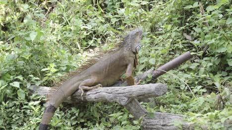 un primer plano de una iguana o dragón barbudo encaramado en un tronco de árbol caído mirando alrededor de un recinto rodeado de frondosa vegetación natural