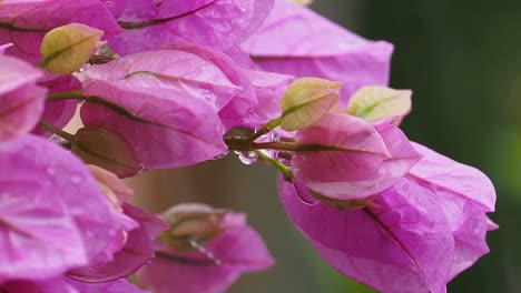 Tropische-Blume-Im-Regen,-Nahaufnahme