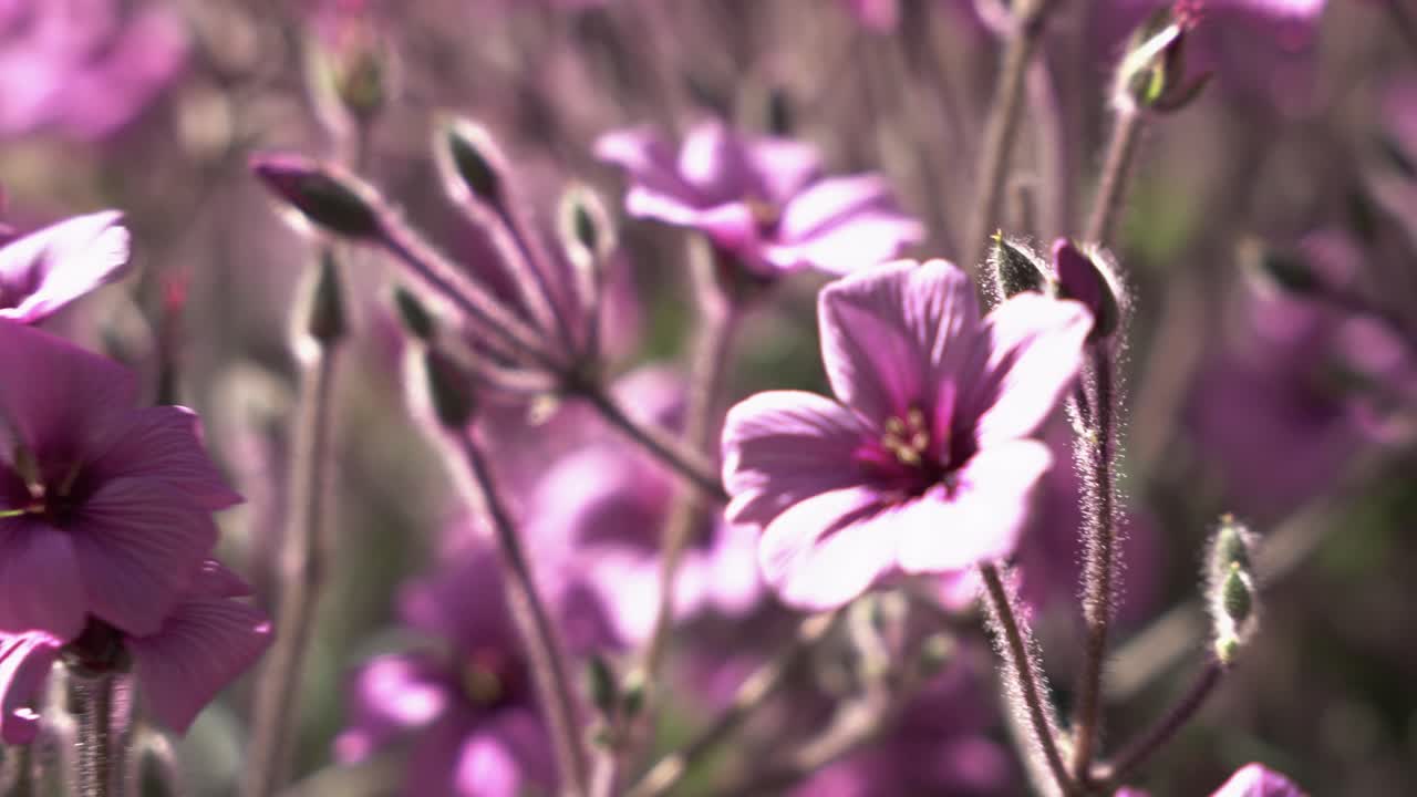 Garden with beautiful pink flowers in summer