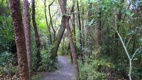 POV-walking-past-trees-crossing-track-in-ancient-podocarp-forest