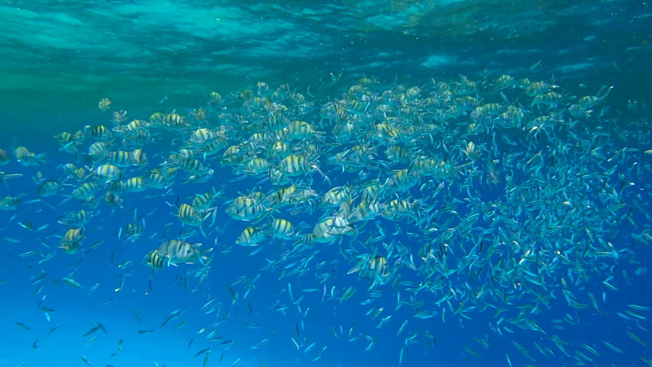 플랑크톤이 풍부한 표면 물에서 먹이를 먹는 다양한 종의 열대 물고기, 시각적으로 구별 가능한 플랑크턴 풍부한 수층 (드물게 볼 수 있는 현상)