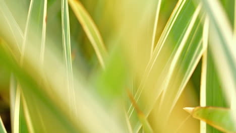 blurred background of cactus leaves in shades of green, abstract green texture of blurred leafs foliage. a calm green composition.