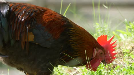 close up of domesticated rooster feeding in 4k - handheld tracking shot