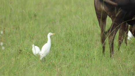 wide shot of two cattle egrets following blue wildebeests, greater kruger