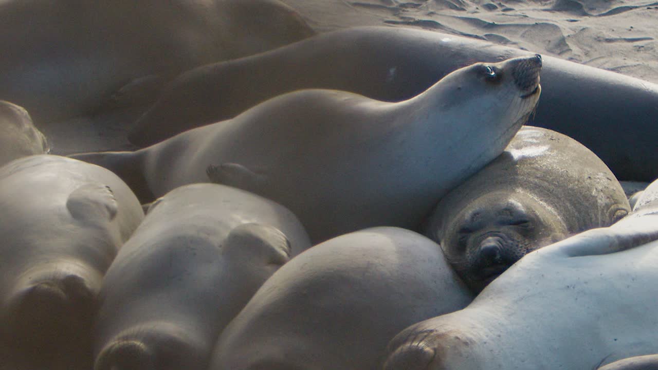 Two sea lions cuddle together on the sand.