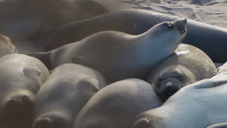 Two sea lions cuddle together on the sand.