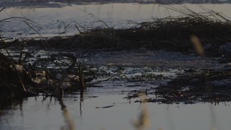 beaver swimming in calm lake water at dawn and dusk