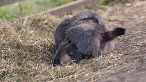 a cute little newborn miniature mediterranean donkey with a fringe and long ears lying on the ground in hay next to a plank fence, slowly falling asleep, breathing rapidly, close up static 4k shot