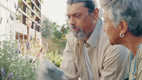 pareja de adultos mayores, jardineros y lavanda de primavera