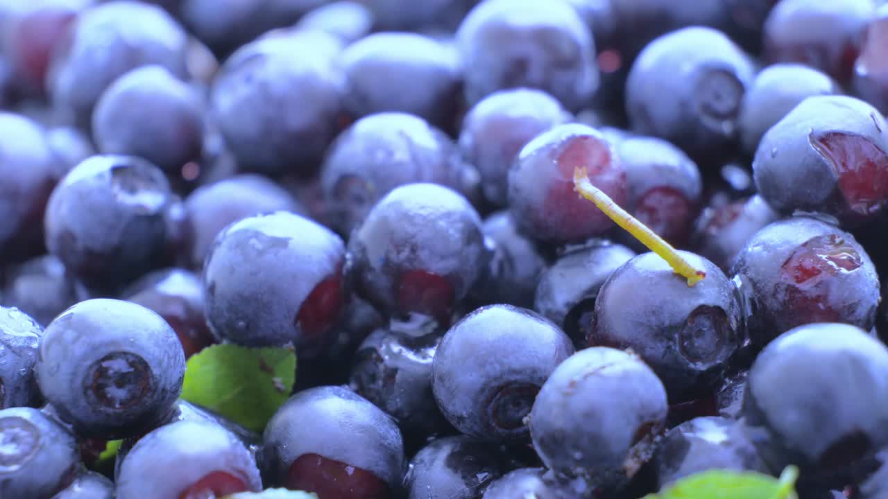 블루베리 - 야생 숲 베리 - 부드러운 회전 - 가장 강력한 항산화제 - 신체에서 방사성핵소 제거 - 해독 효과