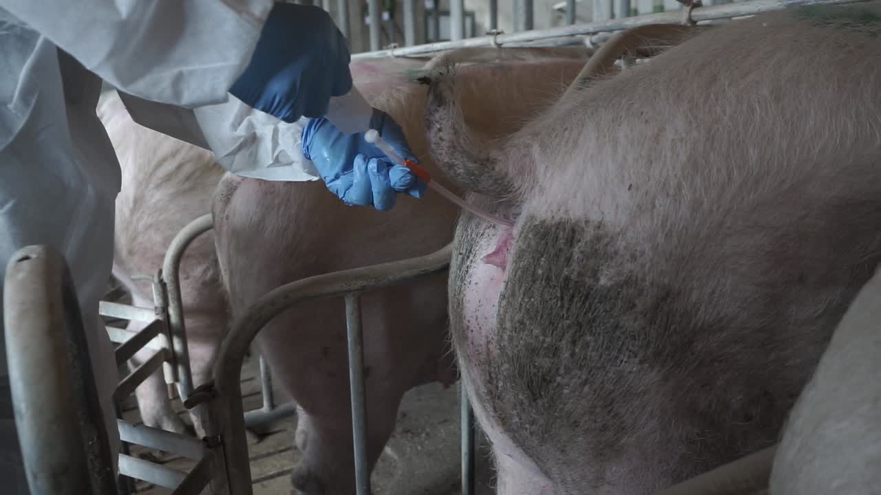 Doctor in gloves performing artificial insemination on pigs