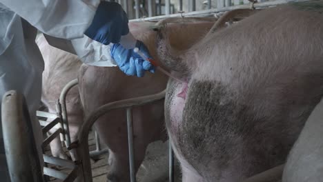 doctor in gloves performing artificial insemination on pigs
