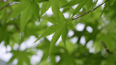 close up of green maple leaf tree with dripping water