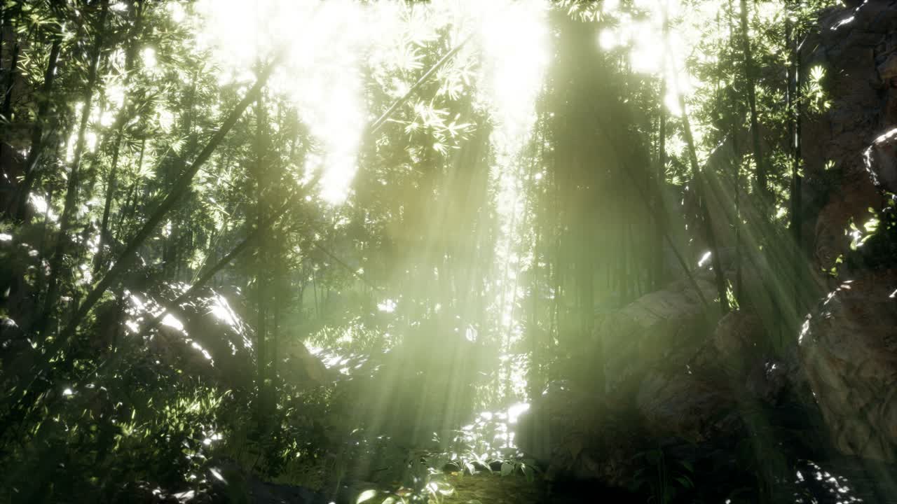 돌이 있는 연못의 연안 근처에 있는 울창한 초록색 대나무 잎.