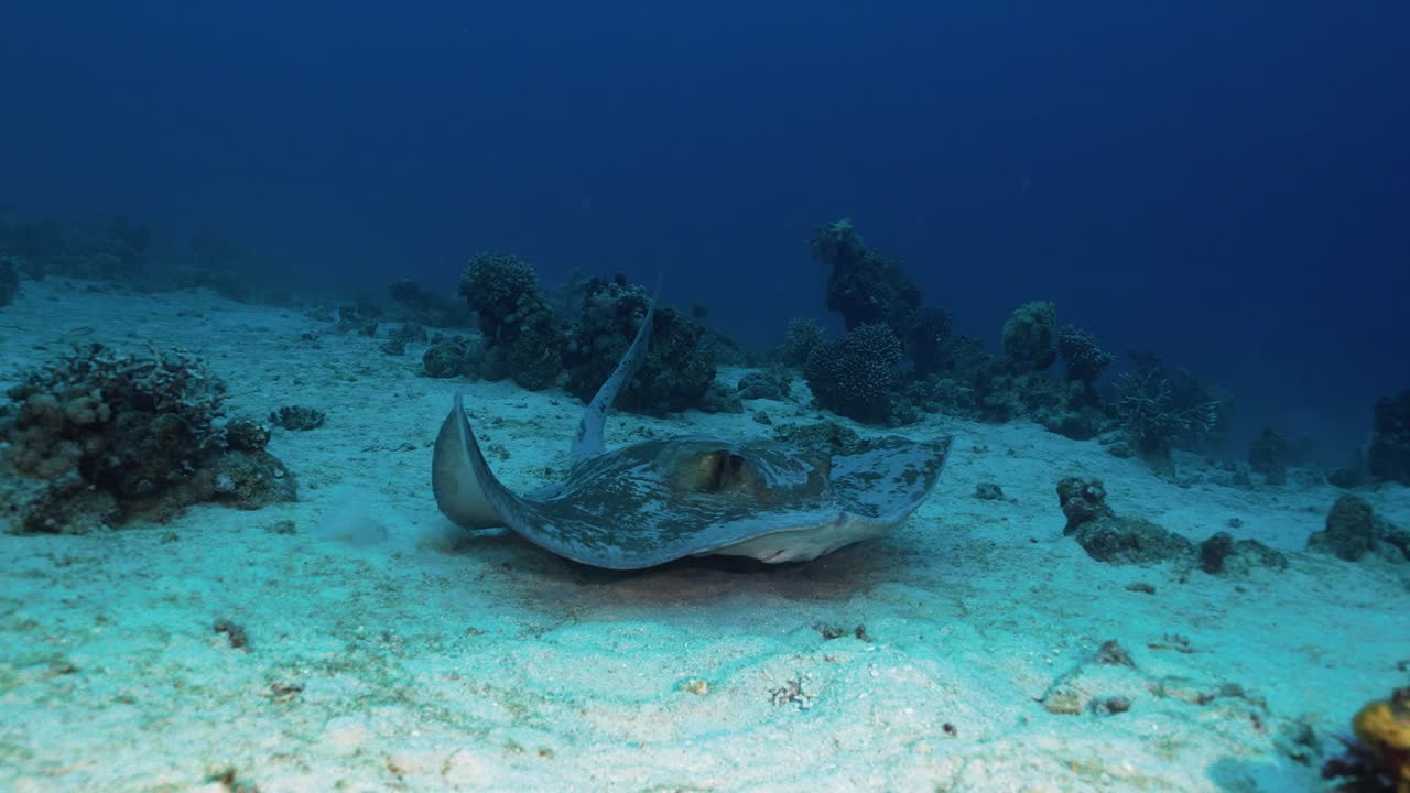 A majestic stingray elegantly swims above the sea floor, surrounded by a vibrant coral reef. A peaceful moment from the underwater world.