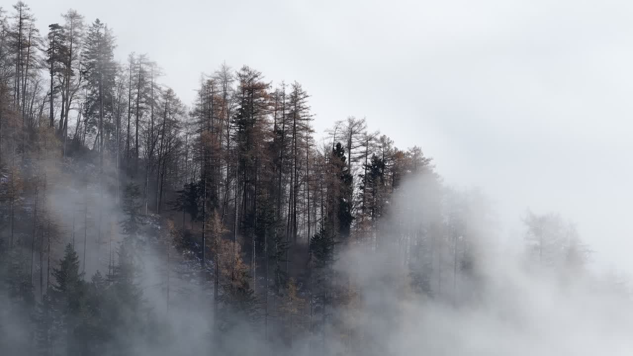 Misty forested hills above Walensee near Amden, Switzerland, with fog drifting through autumn trees, creating a tranquil, atmospheric scene evoking peace, freedom, and quiet alpine solitude