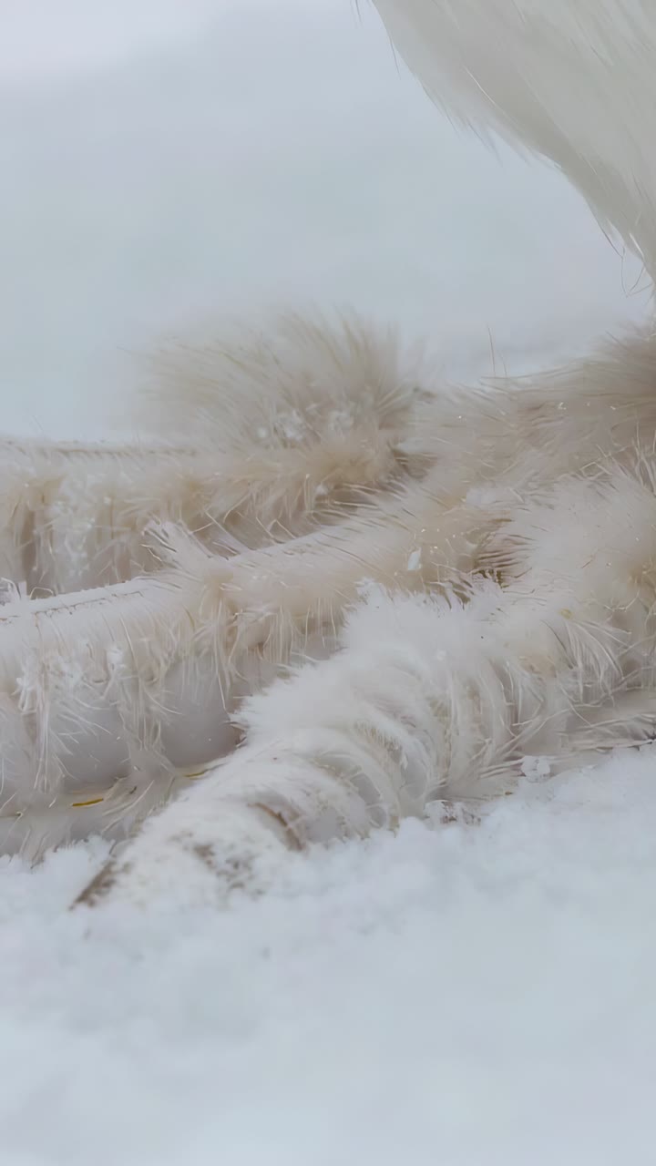Vertical video: Recording, white bird fluffing frosted legs and lower belly on snow, for warmth