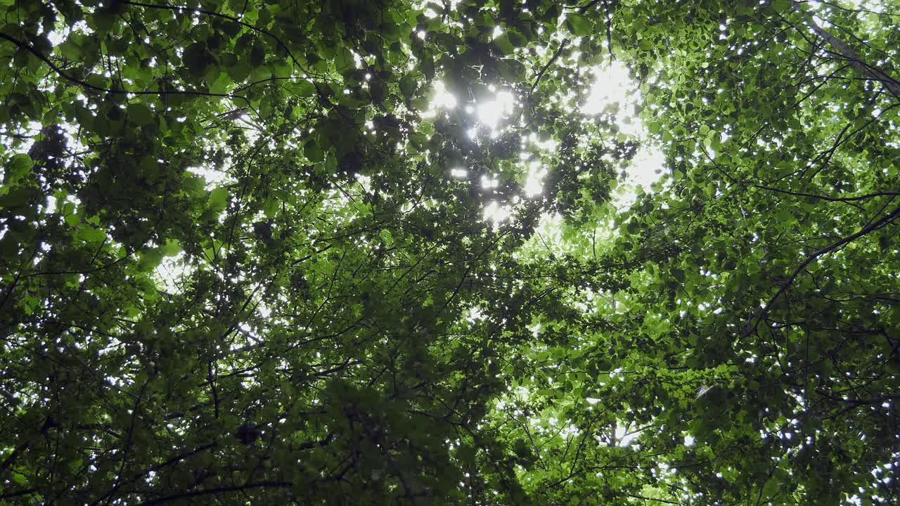 el sol se abre paso a través de las hojas en la copa del árbol con la escena balanceándose de un lado a otro