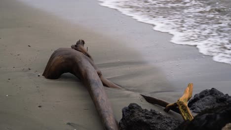 large chunk of driftwood buried half in sand on coast of island, real time