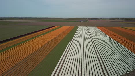 tulip fields, orange, yellow, white and green, descending drone