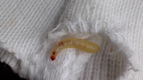 indianmeal moth larva creeping on white knitted fabric