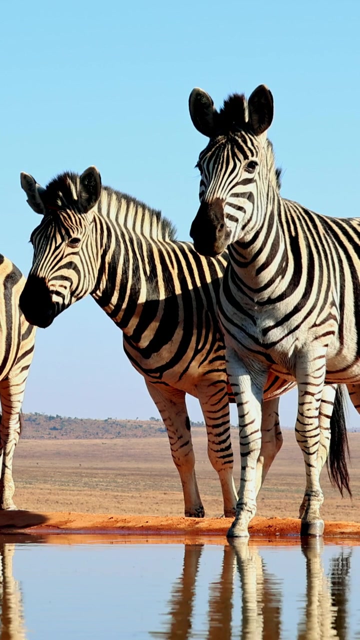 Gruppo di zebre attente si trova presso una pozza d'acqua in terra arida con chiari riflessi