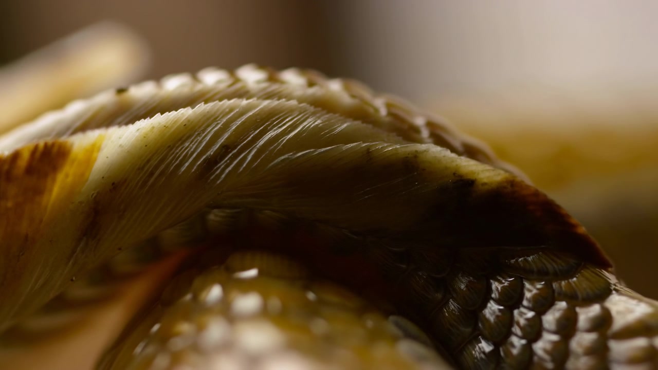 Primo piano della texture delle squame di serpente arrotolato, motivo caldo marrone dorato con squame sovrapposte a strati che formano una spirale.