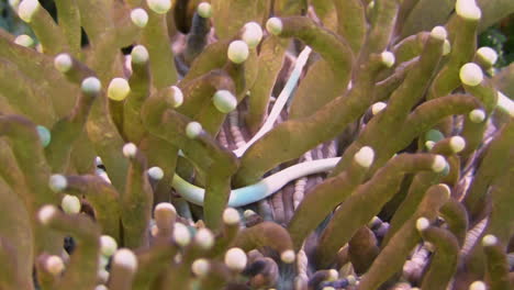 three mushroom coral pipefish whiggle between the tentacles of their coral