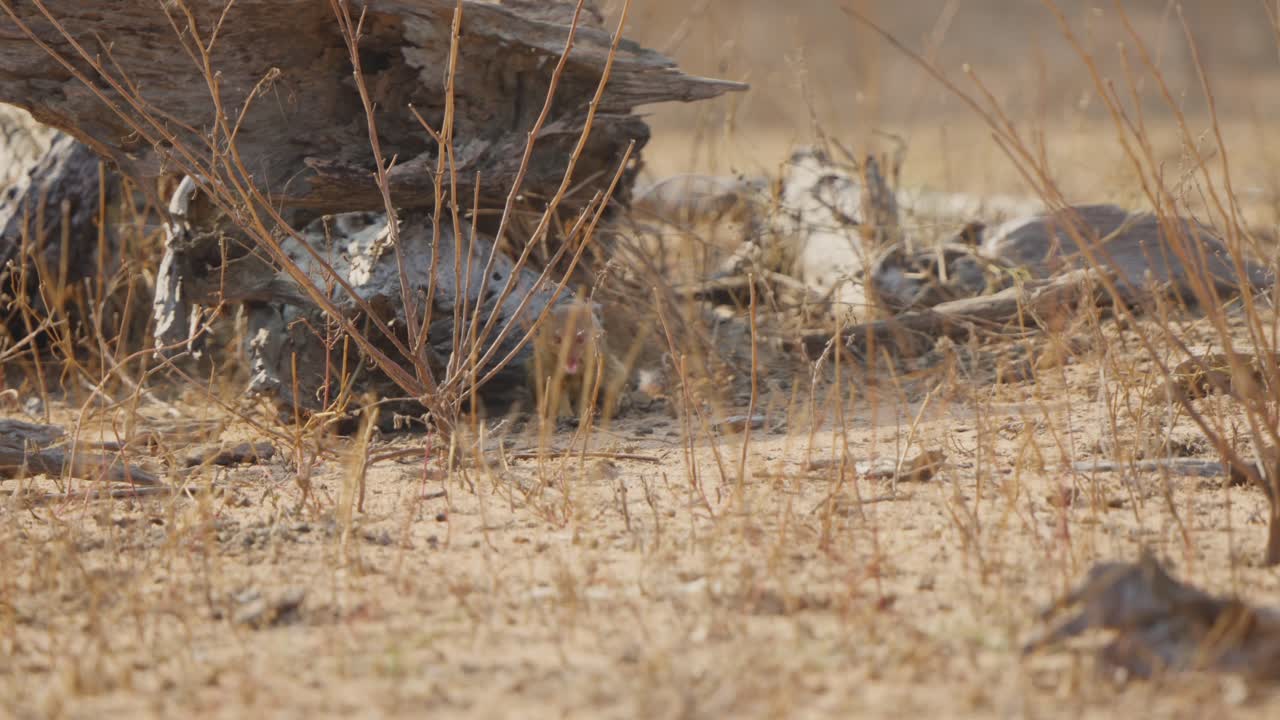 Mangusta snella che mastica a testa bassa accanto a un tronco caduto in un habitat di savana secca, Parco Nazionale Kruger, Sudafrica. Comportamento naturale della fauna selvatica, scatto da angolazione bassa.