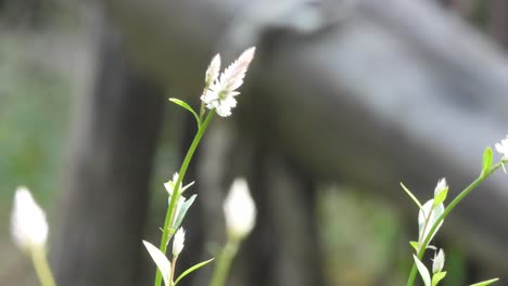 Schmetterling-Findet-Nahrung-In-Der-Blüte